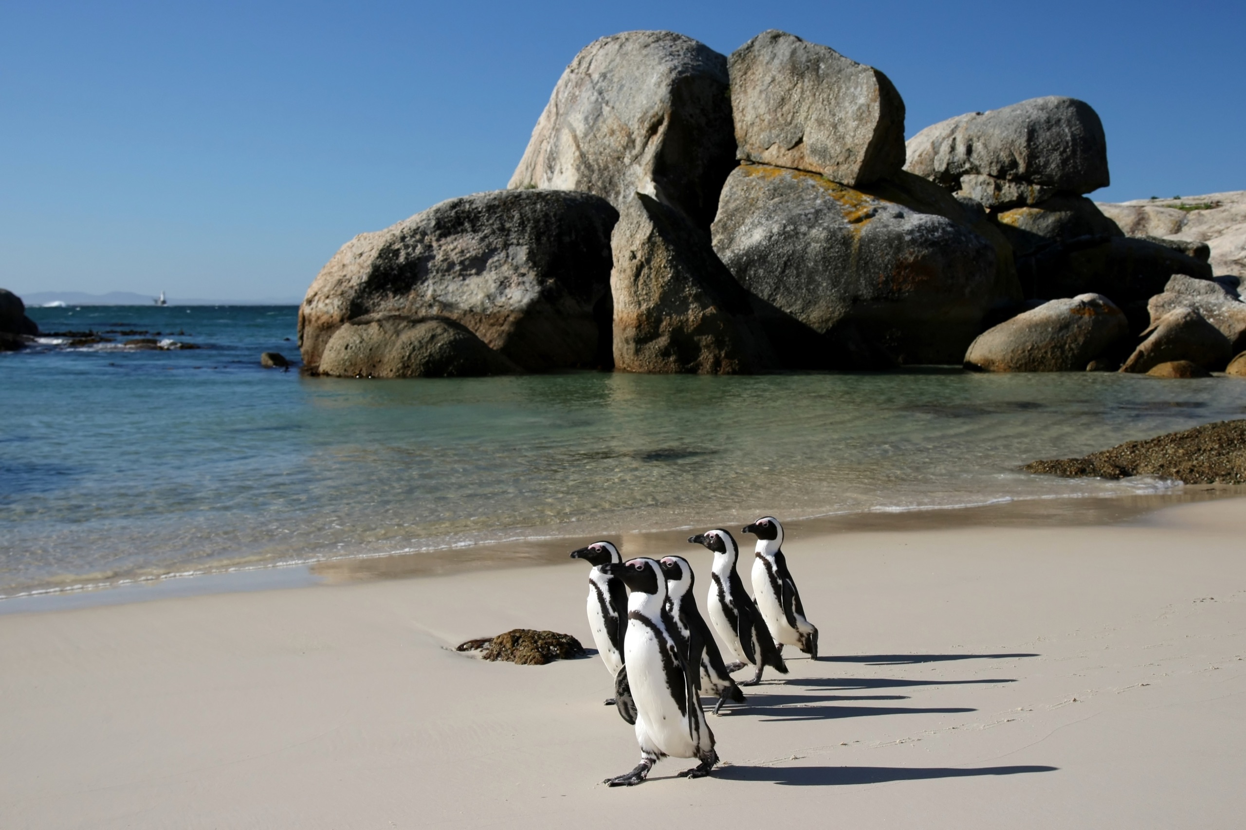 African penguins at Boulders Beach near Cape Town