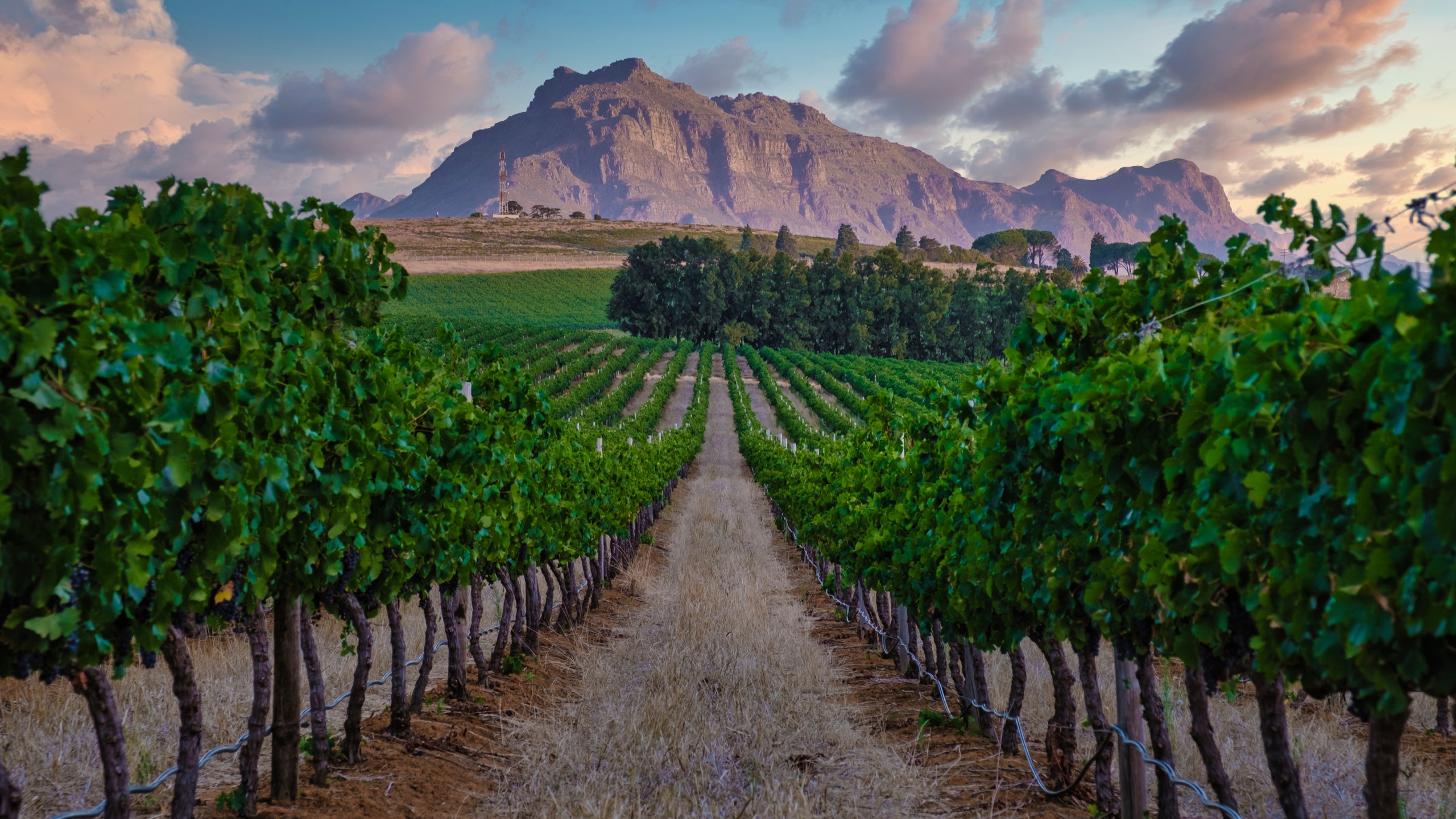 Cape Winelands vineyard with mountain scenery